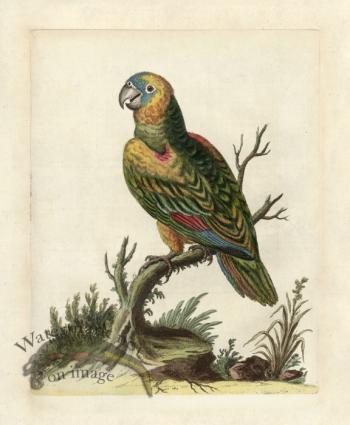 Edwards Parrot 05.jpg